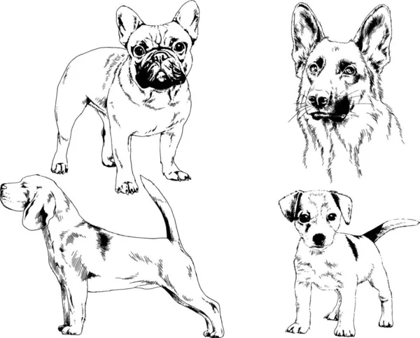 Dibujos Vectoriales Bocetos Pedigrí Perros Los Bastidores Dibujados Tinta Mano — Vector de stock