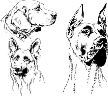 vektör çizim cins köpekler mürekkeple elle çizilmiş raflar içinde skeçler, arka plan ile obje