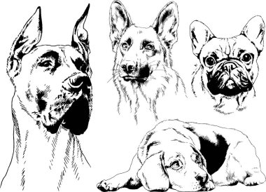 vektör çizim cins köpekler mürekkeple elle çizilmiş raflar içinde skeçler, arka plan ile obje