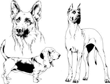 vektör çizim cins köpekler mürekkeple elle çizilmiş raflar içinde skeçler, arka plan ile obje