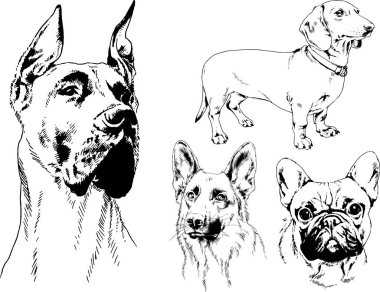 vektör çizim cins köpekler mürekkeple elle çizilmiş raflar içinde skeçler, arka plan ile obje