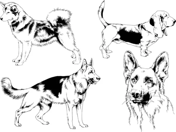 ベクター描画インクで手書きのラックの血統の犬をスケッチ 背景がないオブジェクト — ストックベクタ