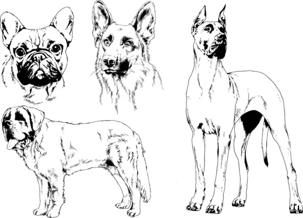 Dessins Vectoriels Croquis Chiens Pedigree Dans Les Supports Dessinés Encre — Image vectorielle