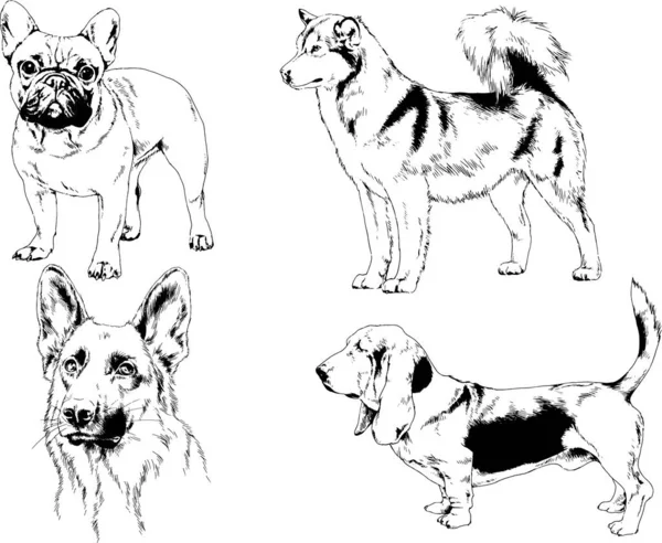 Dibujos Vectoriales Bocetos Pedigrí Perros Los Bastidores Dibujados Tinta Mano — Archivo Imágenes Vectoriales