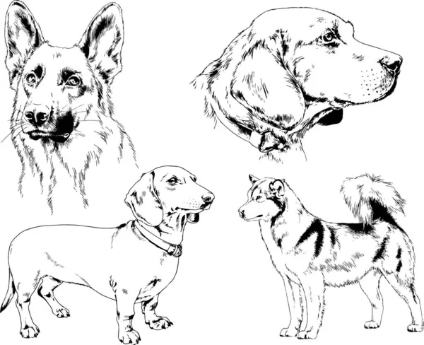 Desenhos Vetoriais Esboça Cães Pedigree Nas Prateleiras Desenhadas Tinta Mão —  Vetores de Stock