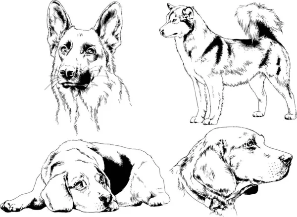 Dessins Vectoriels Croquis Chiens Pedigree Dans Les Supports Dessinés Encre — Image vectorielle