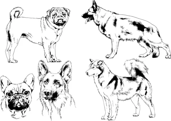 Dibujos Vectoriales Bocetos Pedigrí Perros Los Bastidores Dibujados Tinta Mano — Archivo Imágenes Vectoriales