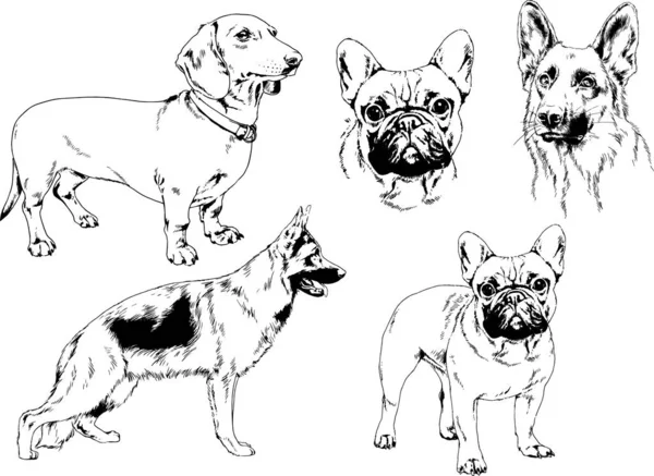 Desenhos Vetoriais Esboça Cães Pedigree Nas Prateleiras Desenhadas Tinta Mão —  Vetores de Stock