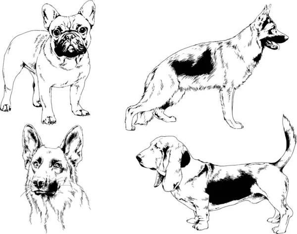 Desenhos Vetoriais Esboça Cães Pedigree Nas Prateleiras Desenhadas Tinta Mão —  Vetores de Stock