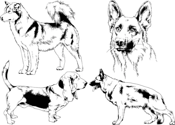 Gambar Vektor Sketsa Anjing Silsilah Rak Yang Digambar Dengan Tinta - Stok Vektor