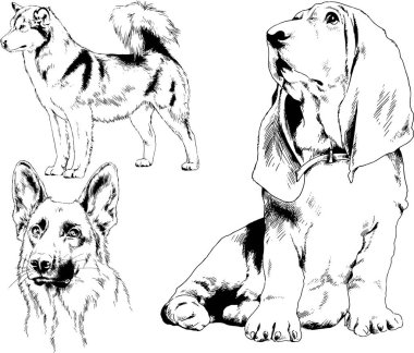 vektör çizim cins köpekler mürekkeple elle çizilmiş raflar içinde skeçler, arka plan ile obje