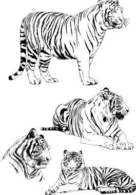 Vektör çizimleri farklı avcılar çizer, kaplanlar, aslanlar, çitalar ve leoparlar mürekkeple çizilir, arka planı olmayan nesneler.