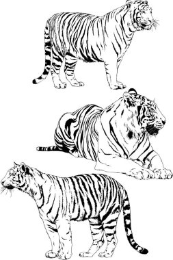 Vektör çizimleri farklı avcılar çizer, kaplanlar, aslanlar, çitalar ve leoparlar mürekkeple çizilir, arka planı olmayan nesneler.