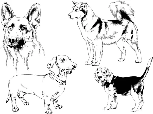 Desenhos Vetoriais Esboça Cães Pedigree Nas Prateleiras Desenhadas Tinta Mão —  Vetores de Stock