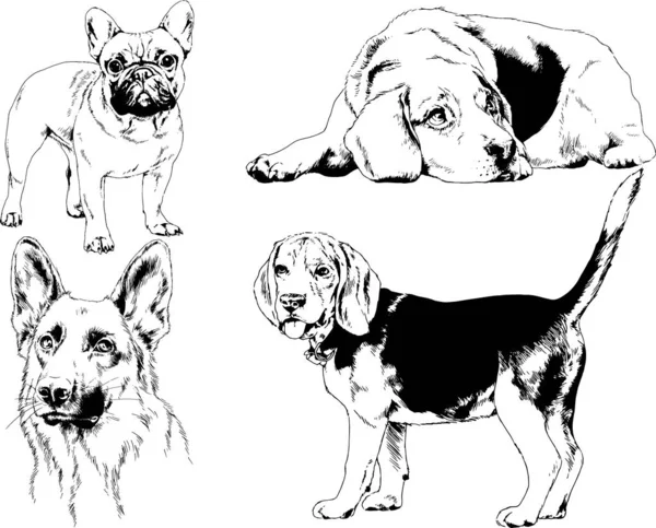 Dessins Vectoriels Croquis Chiens Pedigree Dans Les Supports Dessinés Encre — Image vectorielle