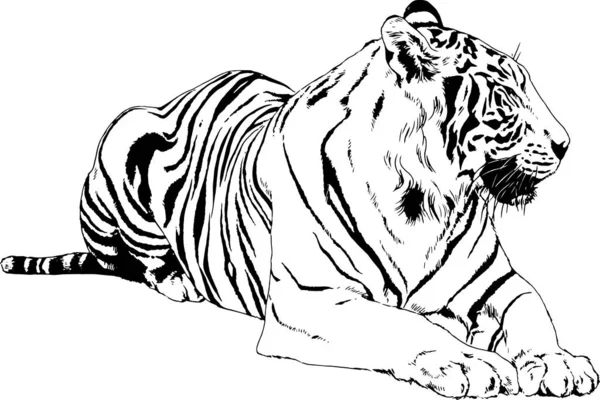 Tigre Dessiné Encre Des Mains Tatouage Prédateur Logo — Image vectorielle