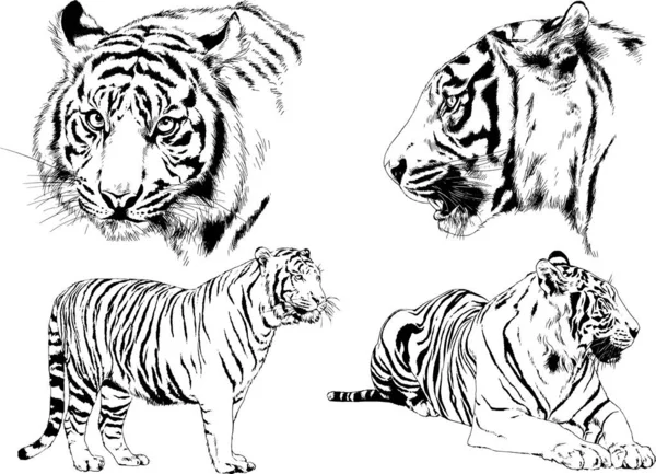 Dibujos Vectoriales Bocetos Diferentes Depredadores Tigres Leones Guepardos Leopardos Dibujan — Vector de stock