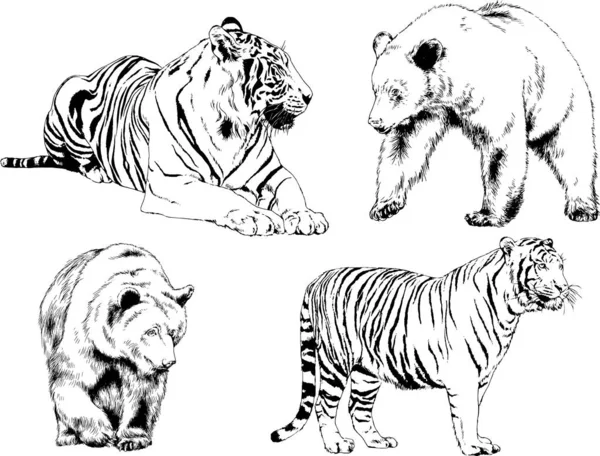 Dibujos Vectoriales Bocetos Diferentes Depredadores Tigres Leones Guepardos Leopardos Dibujan — Archivo Imágenes Vectoriales