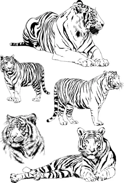 Dibujos Vectoriales Bocetos Diferentes Depredadores Tigres Leones Guepardos Leopardos Dibujan — Archivo Imágenes Vectoriales