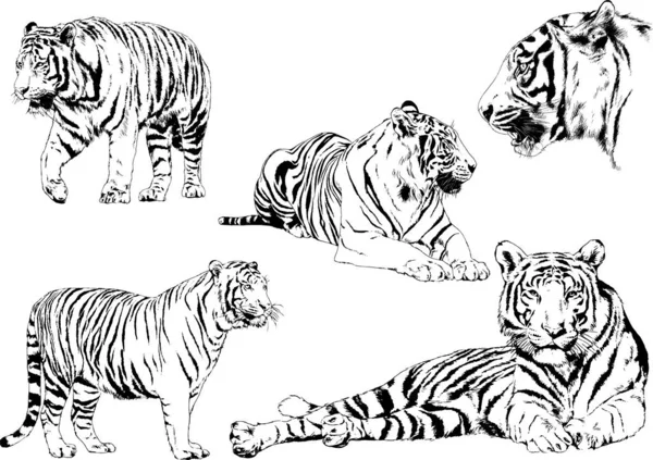 Dibujos Vectoriales Bocetos Diferentes Depredadores Tigres Leones Guepardos Leopardos Dibujan — Vector de stock