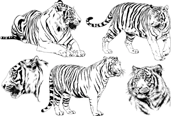 Vector Drawings Sketches Different Predator Tigers Lions Cheetahs Leopards Drawn — Stock Vector