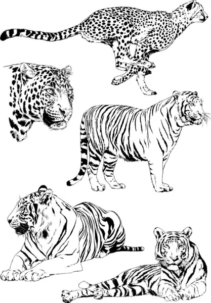 Vector Drawings Sketches Different Predator Tigers Lions Cheetahs Leopards Drawn — Stock Vector