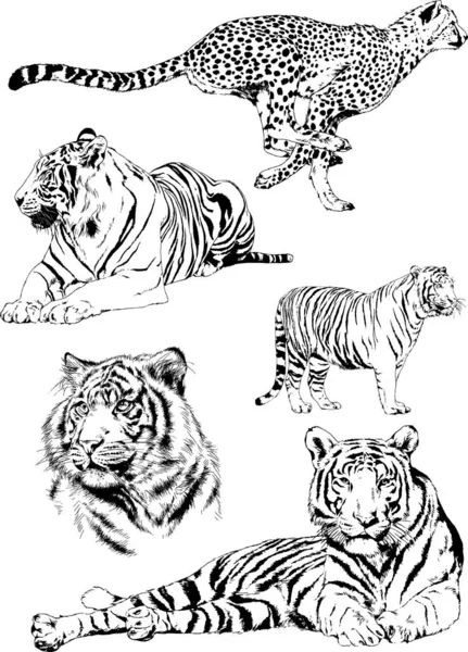 Dessins Vectoriels Croquis Différents Prédateurs Tigres Lions Guépards Léopards Sont — Image vectorielle