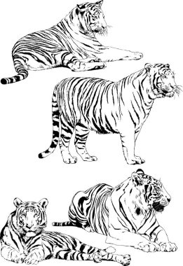 Vektör çizimleri farklı avcılar çizer, kaplanlar, aslanlar, çitalar ve leoparlar mürekkeple çizilir, arka planı olmayan nesneler.