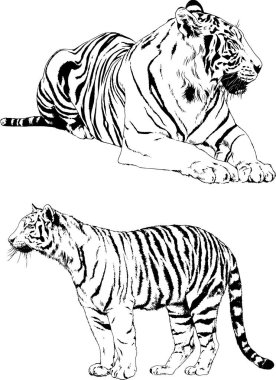 Vektör çizimleri farklı avcılar çizer, kaplanlar, aslanlar, çitalar ve leoparlar mürekkeple çizilir, arka planı olmayan nesneler.