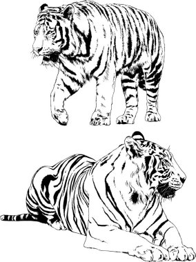 Vektör çizimleri farklı avcılar çizer, kaplanlar, aslanlar, çitalar ve leoparlar mürekkeple çizilir, arka planı olmayan nesneler.