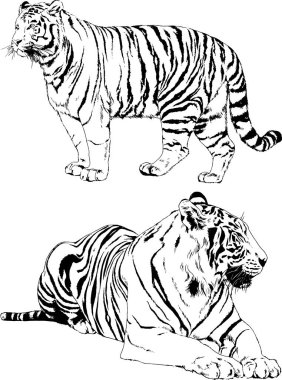 Vektör çizimleri farklı avcılar çizer, kaplanlar, aslanlar, çitalar ve leoparlar mürekkeple çizilir, arka planı olmayan nesneler.