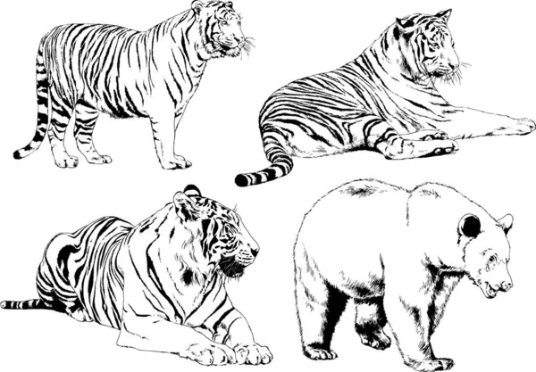 Dibujos Vectoriales Bocetos Diferentes Depredadores Tigres Leones Guepardos Leopardos Dibujan — Vector de stock