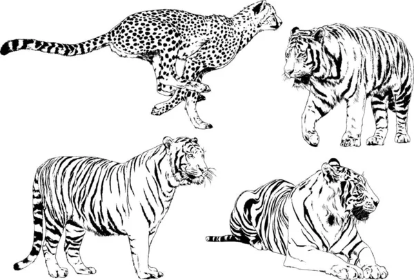 Dibujos Vectoriales Bocetos Diferentes Depredadores Tigres Leones Guepardos Leopardos Dibujan — Vector de stock