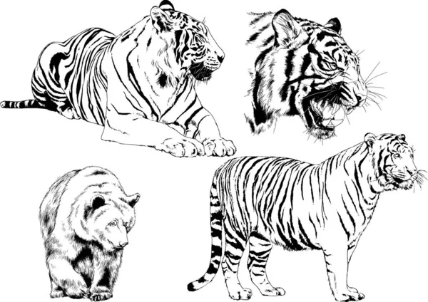 Vector Drawings Sketches Different Predator Tigers Lions Cheetahs Leopards Drawn — 스톡 벡터