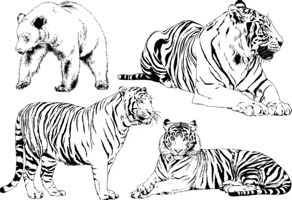 Dibujos Vectoriales Bocetos Diferentes Depredadores Tigres Leones Guepardos Leopardos Dibujan — Vector de stock