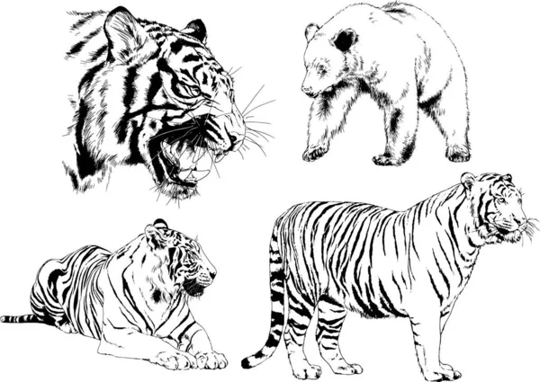 Disegni Vettoriali Schizzi Diversi Predatore Tigri Leoni Ghepardi Leopardi Sono — Vettoriale Stock