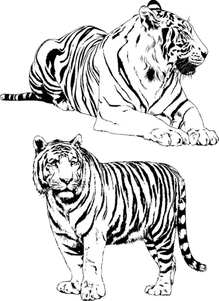 Vector Drawings Sketches Different Predator Tigers Lions Cheetahs Leopards Drawn — 스톡 벡터