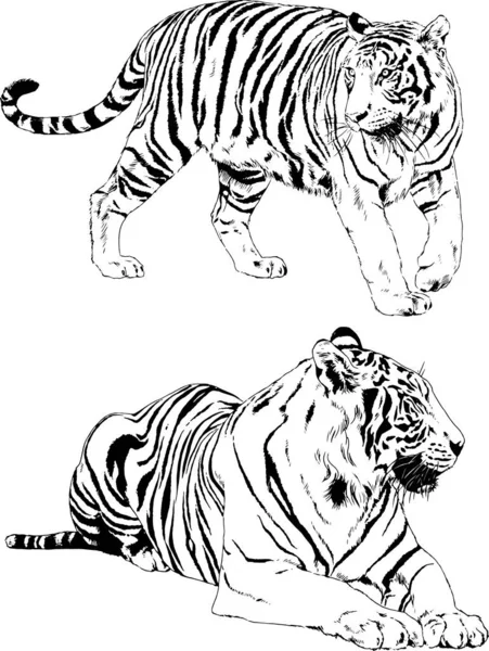 Vector Drawings Sketches Different Predator Tigers Lions Cheetahs Leopards Drawn — Stock Vector