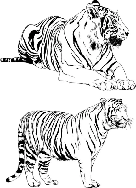 Vector Drawings Sketches Different Predator Tigers Lions Cheetahs Leopards Drawn — 스톡 벡터