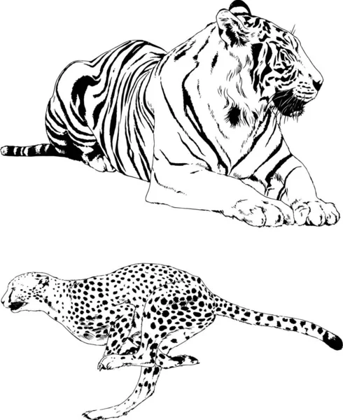 Vectortekeningen Schetsen Verschillende Roofdieren Tijgers Leeuwen Cheeta Luipaarden Worden Met — Stockvector