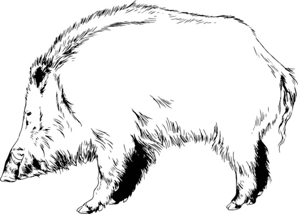 大野猪 有尖牙 手绘素描纹身 — 图库矢量图片