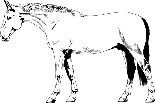 Cavalo Corrida Sem Arnês Desenhado Tinta Mão Sobre Fundo Comprimento — Vetor de Stock