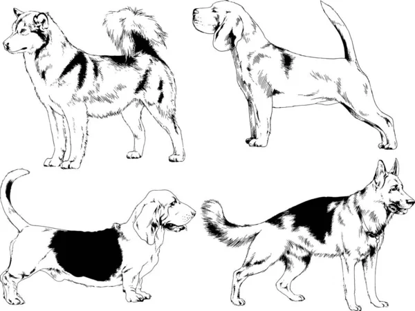 Векторные Рисунки Эскизы Родословных Собак Стойках Нарисованных Чернилами Вручную Объектов — стоковый вектор