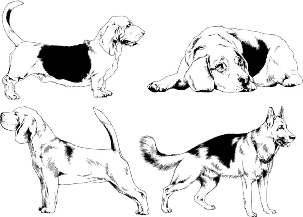 Dibujos Vectoriales Bocetos Pedigrí Perros Los Bastidores Dibujados Tinta Mano — Archivo Imágenes Vectoriales