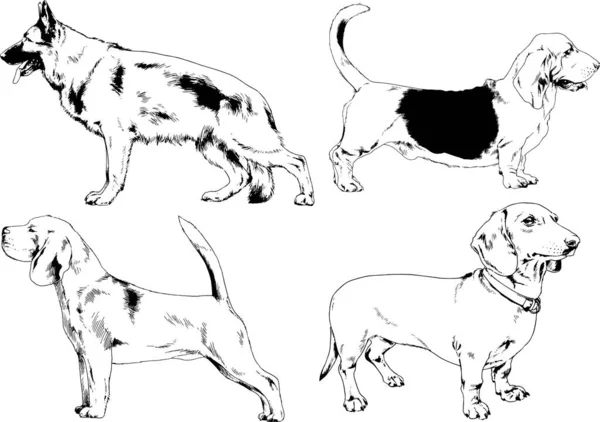 Dibujos Vectoriales Bocetos Pedigrí Perros Los Bastidores Dibujados Tinta Mano — Archivo Imágenes Vectoriales