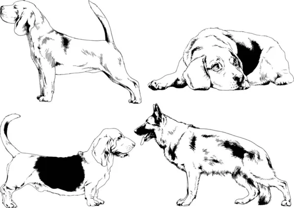 Desenhos Vetoriais Esboça Cães Pedigree Nas Prateleiras Desenhadas Tinta Mão —  Vetores de Stock