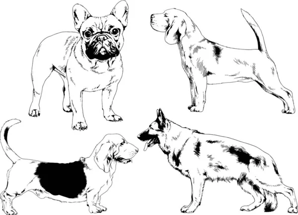 Dibujos Vectoriales Bocetos Pedigrí Perros Los Bastidores Dibujados Tinta Mano — Archivo Imágenes Vectoriales