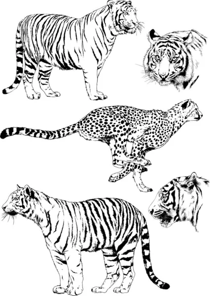 Set Vector Drawings Theme Predators Tigers Drawn Hand Ink Tattoo — Stock Vector