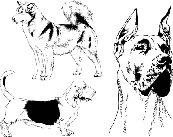Vektorskizzen Verschiedener Hunderassen Tusche Von Hand Ohne Hintergrund Gezeichnet Ausgewählte — Stockvektor