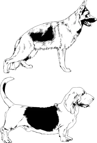 Schizzi Vettoriali Diverse Razze Cani Disegnati Mano Con Inchiostro Senza — Vettoriale Stock